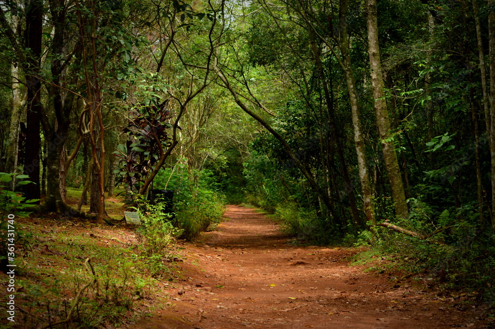 Fototapeta premium Forest at Rio Grande do Sul