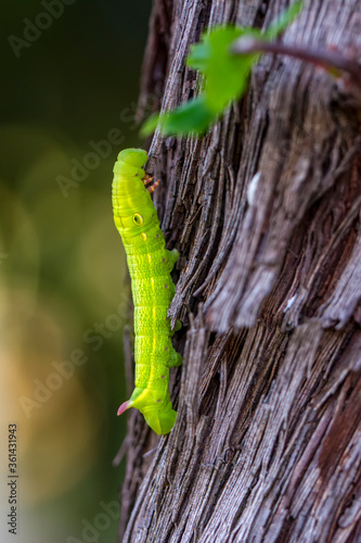 Close up beautiful caterpillar of butterfly 