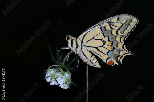 Closeup beautiful butterfly sitting on the flower in a summer garden