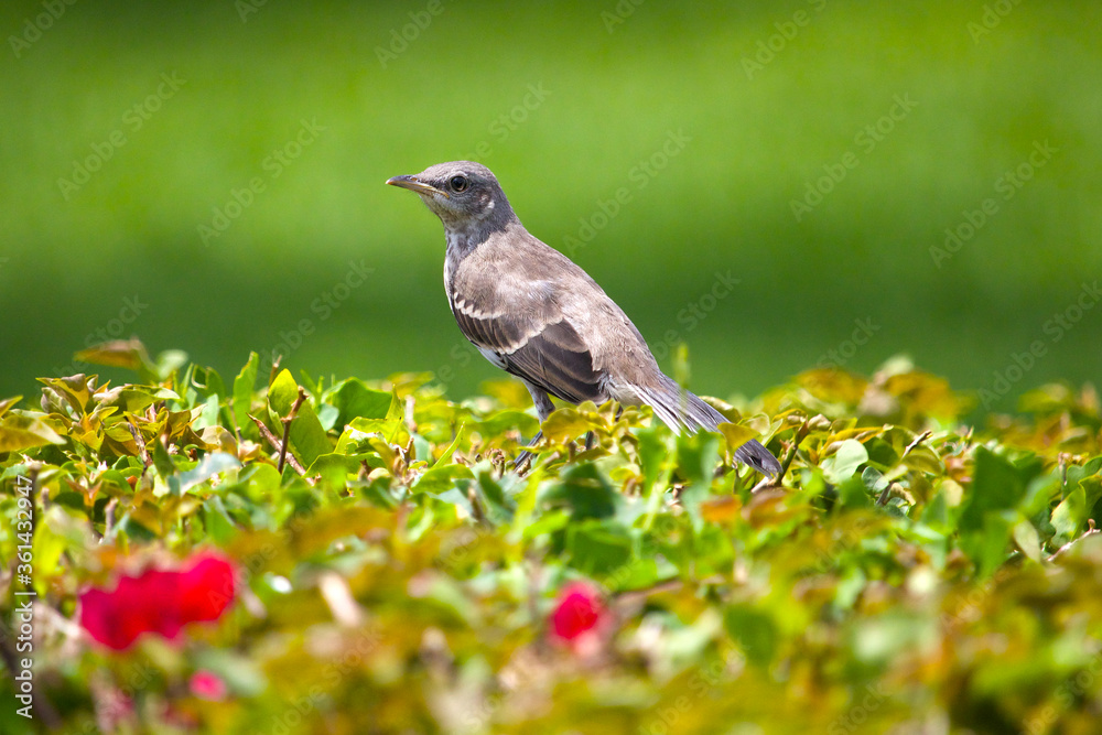 Fototapeta premium A Female Northern Mockingbird looking over her nestlings.