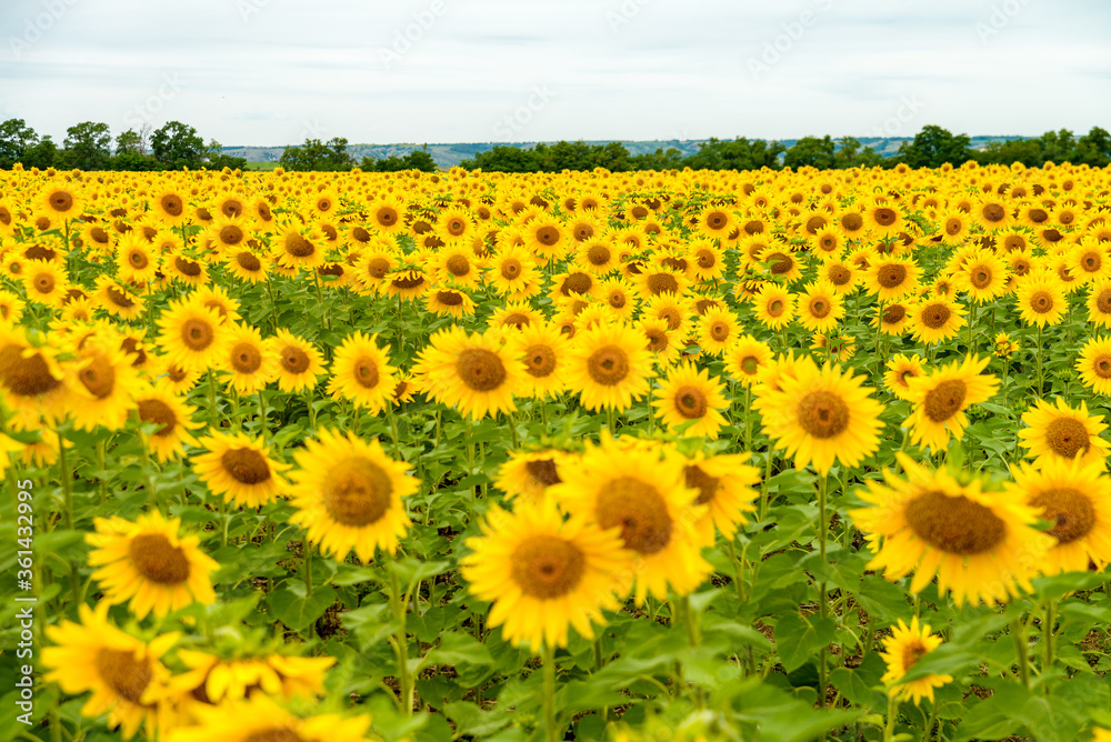 Fototapeta premium Sunflower field with cloudy blue sky