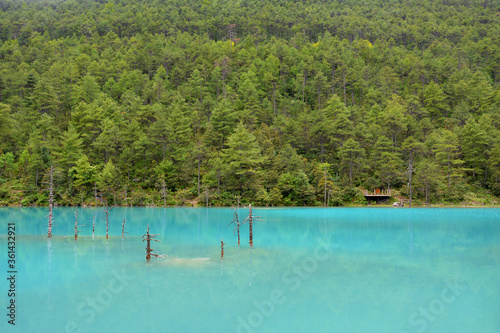 Fototapeta Naklejka Na Ścianę i Meble -  many withered trees in the blue lake in the forest
