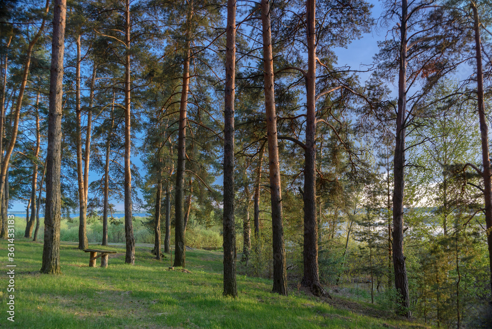 bench for relaxation in a pine forest on the bank of the river in a picturesque place bench for relaxation in a pine forest on the bank of the river in a picturesque place