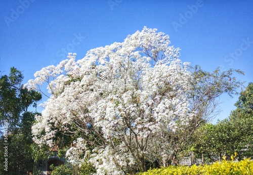 Beautiful white tree adorning nature