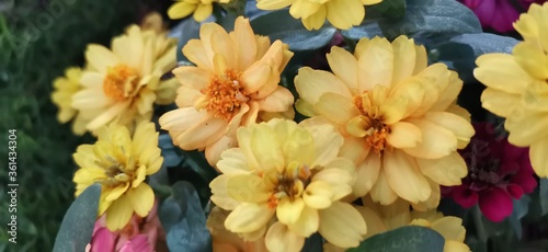 yellow flowers in the forest © Tavinee