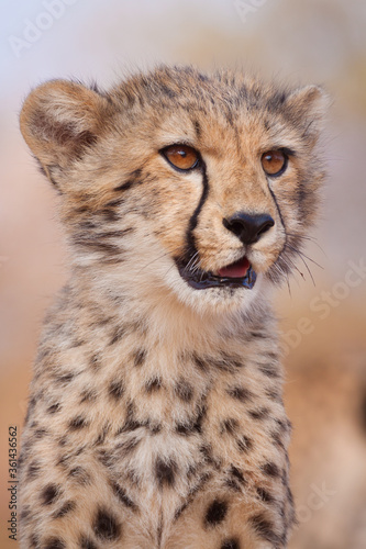 Vertical close up portrait of baby cheetah looking alert in Kruger National Park South Africa