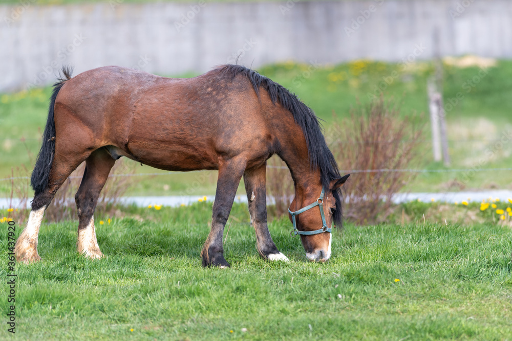 Obraz premium A chestnut brown horse standing and grazing in a green grassy field. The large muscular animal has white hoofs, long black mane and tail. The field has small yellow flowers, shrubs and a wooden fence.