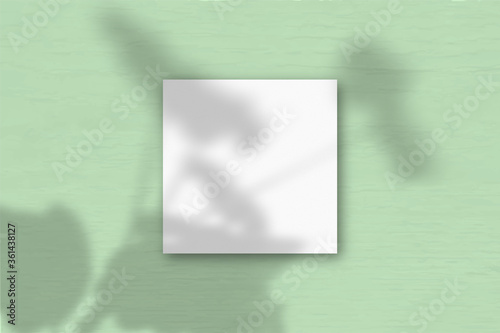 The square sheet of white textured paper on the green wall background. Mockup overlay with the plant shadows. Natural light casts shadows from an exotic plant.. Flat lay, top view