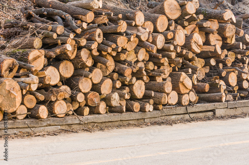 Stack of fresh cut logs