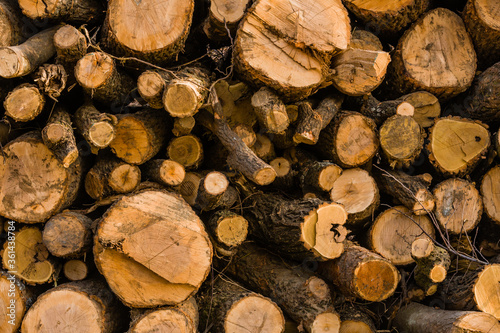 Closeup of pile of fresh cut logs