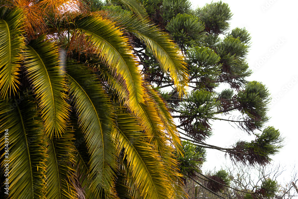Fototapeta premium big palm tree. Leaves, stems, tree branches. Green nature.