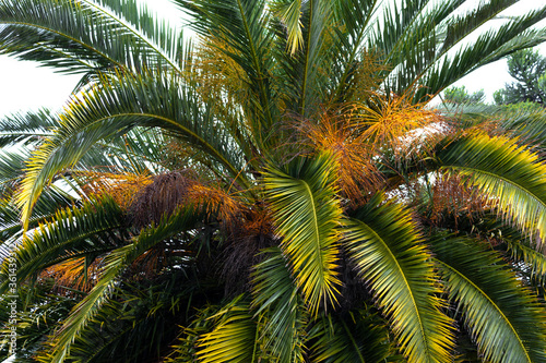 big palm tree. Leaves, stems, tree branches. Green nature.