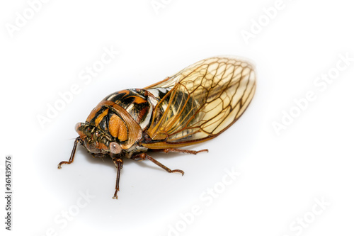 bush cicada or giant grassland cicada -  Megatibicen dorsatus © jwjarrett