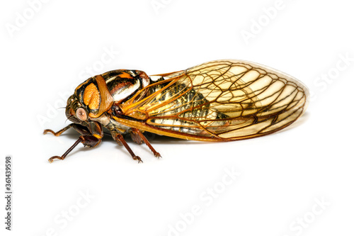 Bush cicada or giant grassland cicada - Megatibicen dorsatus