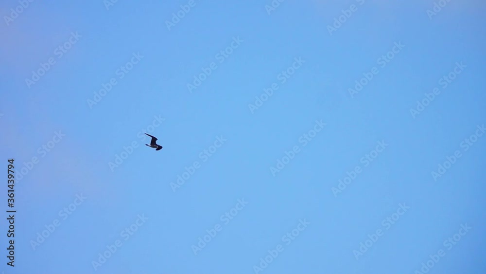 Single seagull flying alone in blue sky Single seagull flying alone in blue sky