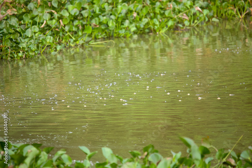 peces con la boca afuera laguna chaco