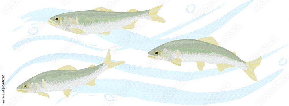 清流を泳ぐ鮎のベクターイラスト 手描き風 Stock Illustration Adobe Stock