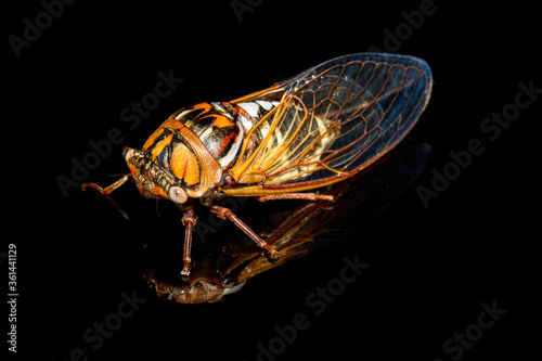 bush cicada or giant grassland cicada -  Megatibicen dorsatus