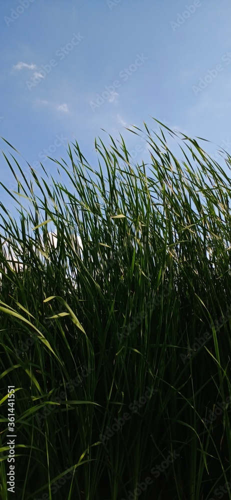 Fototapeta premium grass and sky