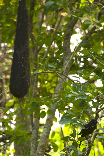 pájaro boyero y nido photo
