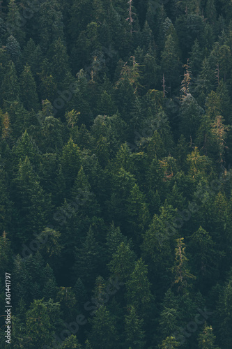 Forest background © Kevin