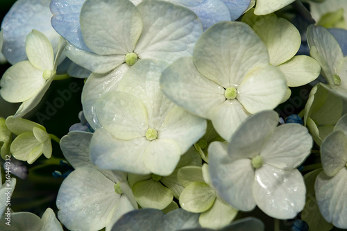 Hydrangea in the rain © 2_b_anne