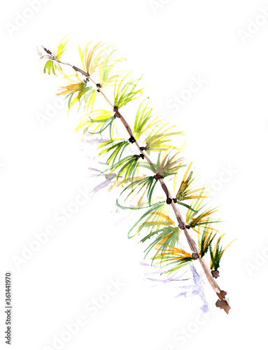 watercolor sketch botanical drawing of autumn larch branch with yellow and green needles