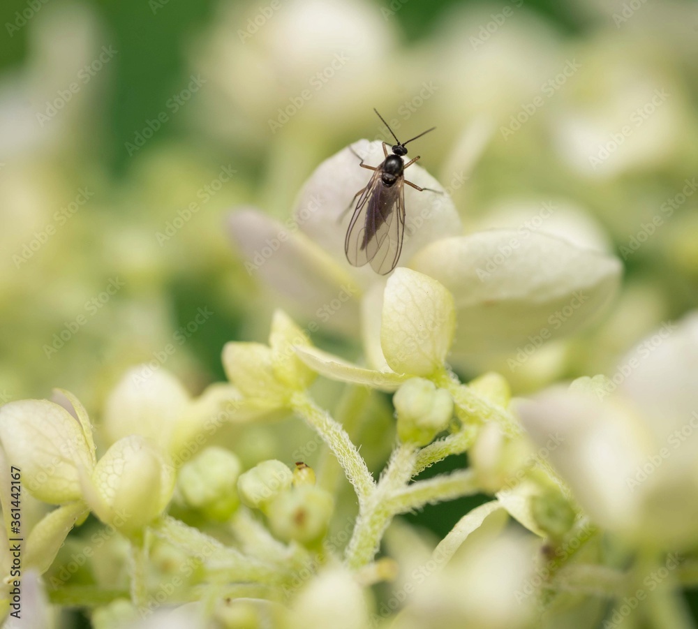 Fototapeta premium bug on a leaf