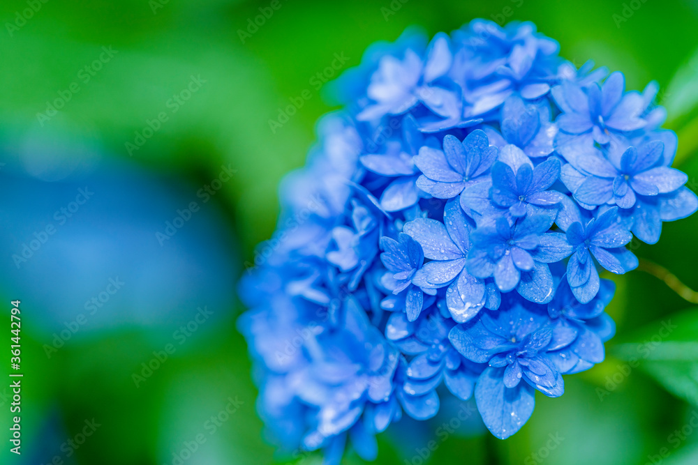 雨中の紫陽花 雨中の紫陽花