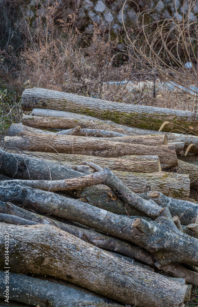 Stack of cut logs