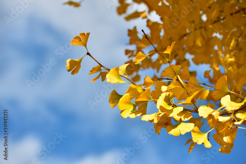 Ginkgo and blue sky