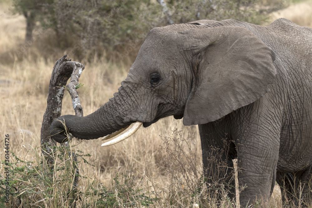 Elephant close up of head feeding
