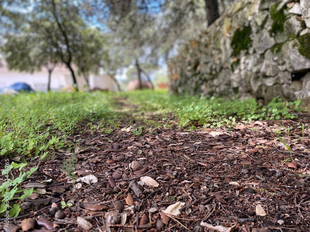 Dirt path in the forest floor surrounded by green grass, plants, stone wall. Dirt path in the forest floor surrounded by green grass, plants, stone wall.