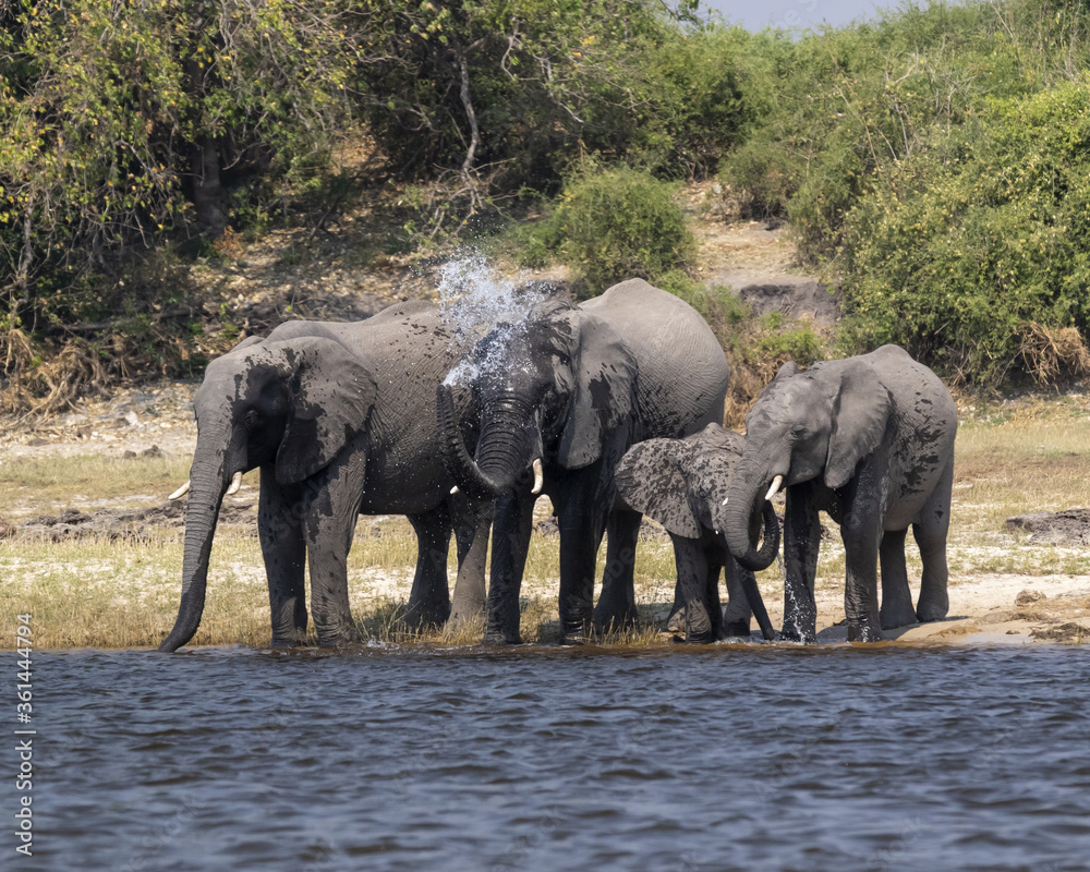 Fototapeta premium Elephants spraying themselves with water