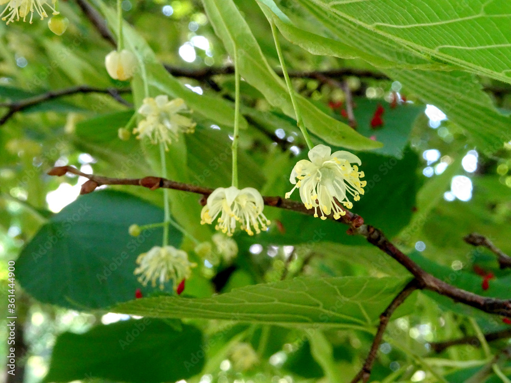 flowering lime tree, linden tree on a bright sunny day in early summer on a blury green background flowering lime tree, linden tree on a bright sunny day in early summer on a blury green background