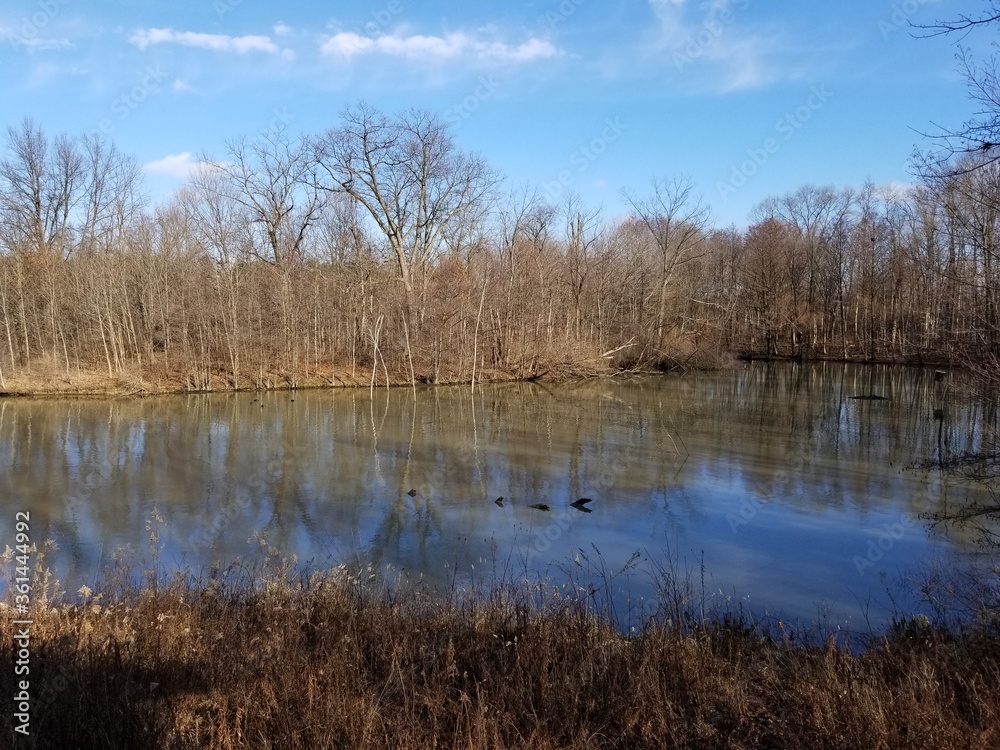 Tree shadows over lake in public natural park area Tree shadows over lake in public natural park area