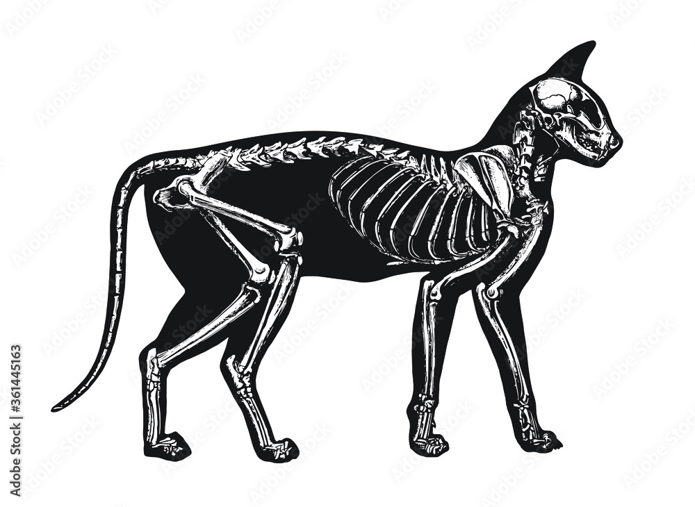 Cat Skeleton Diagram – Layered Vector 