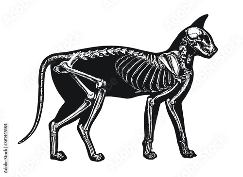 Cat Skeleton Diagram – Layered Vector  photo