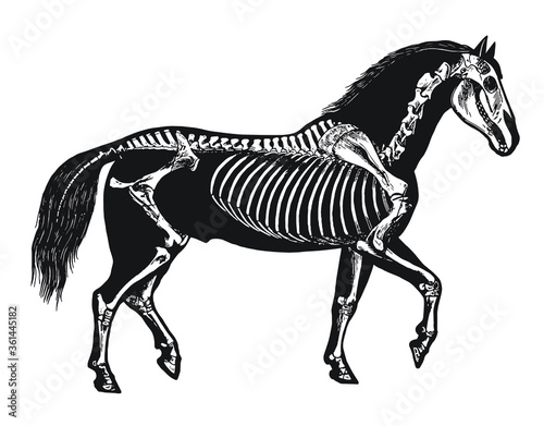 Horse Skeleton Diagram     Layered Vector 