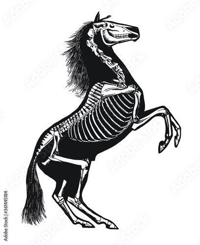Horse Skeleton Diagram – Layered Vector 