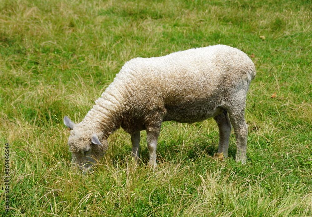 Obraz premium A sheep eating grass on a ground during a sunny day