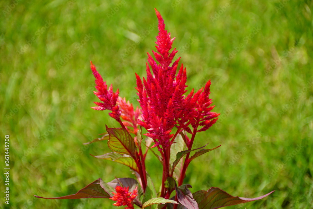 Beautiful and fluffy red Celosia flower, also known as Cock's Comb Beautiful and fluffy red Celosia flower, also known as Cock's Comb