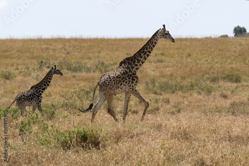 Giraffe young baby following his mum