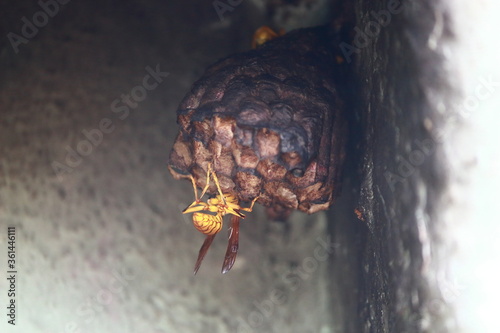 Indian common wasp nest with wasps sitting on it