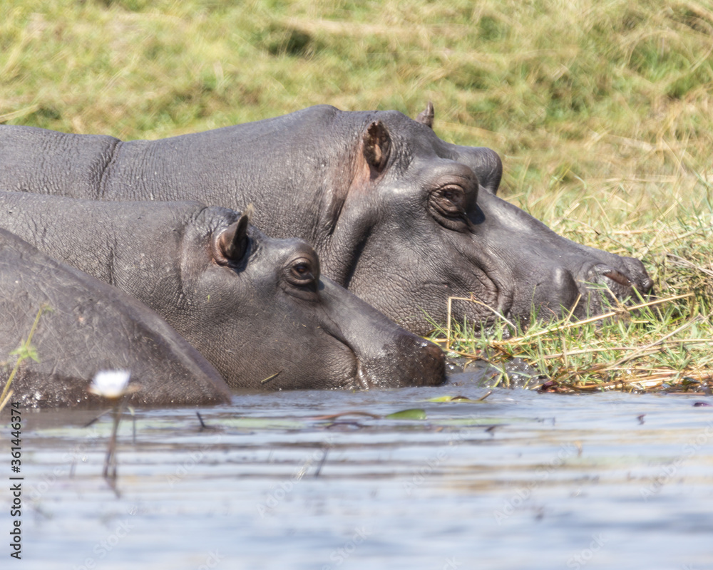 Hippo Hippopotamus close up of faces Hippo Hippopotamus close up of faces