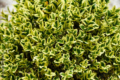 A yellow and green bush of variegated boxwood plant