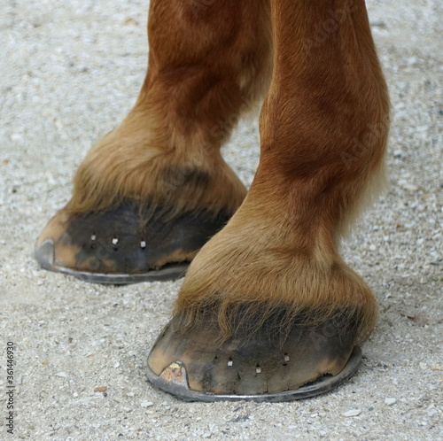 Close up of the brown hooves with the metal horseshoe