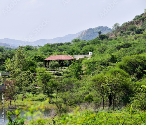 Tree House in the Forest