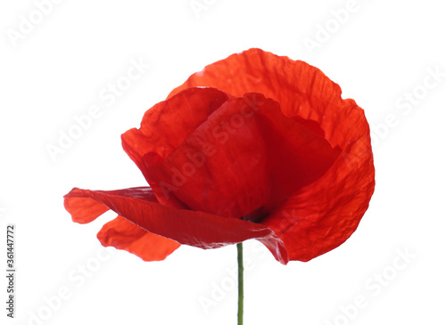 Beautiful red poppy flower isolated on white
