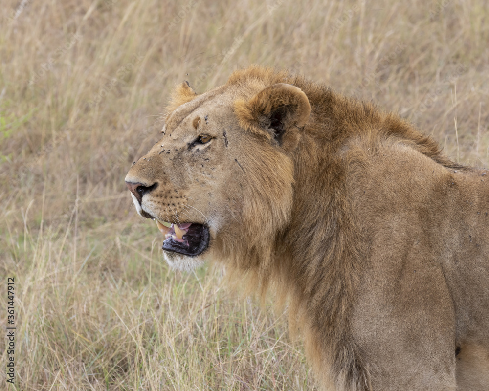 Male Lion close up of head Male Lion close up of head